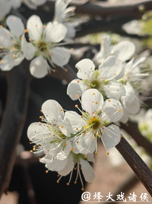 古邑年味藏不住了！松阳邀你探秘“诗意中国年”