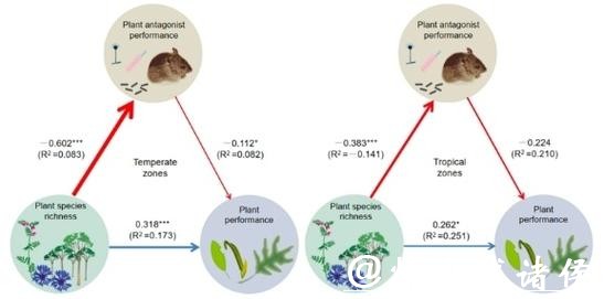 只种一种菜为什么更容易招虫？9国科研人员发文《自然》子刊拆解“混种”逻辑
